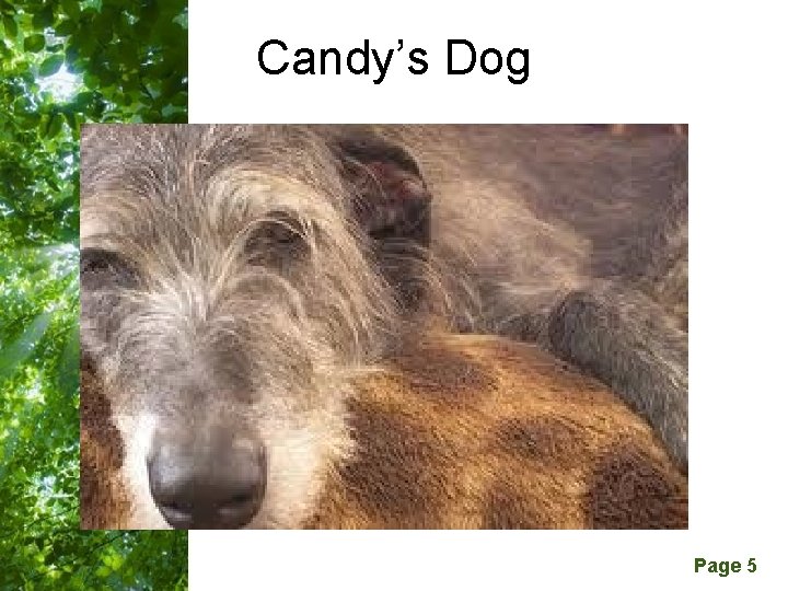 Candy’s Dog Free Powerpoint Templates Page 5 