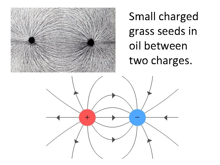 Small charged grass seeds in oil between two charges. 