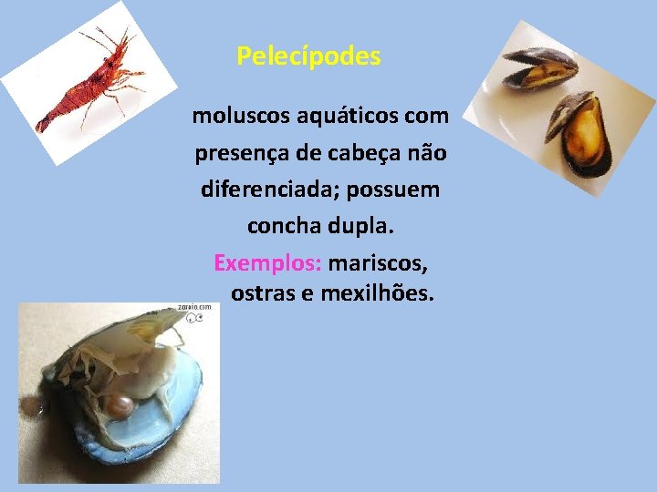 Pelecípodes moluscos aquáticos com presença de cabeça não diferenciada; possuem concha dupla. Exemplos: mariscos, Pelecípodes moluscos aquáticos com presença de cabeça não diferenciada; possuem concha dupla. Exemplos: mariscos,
