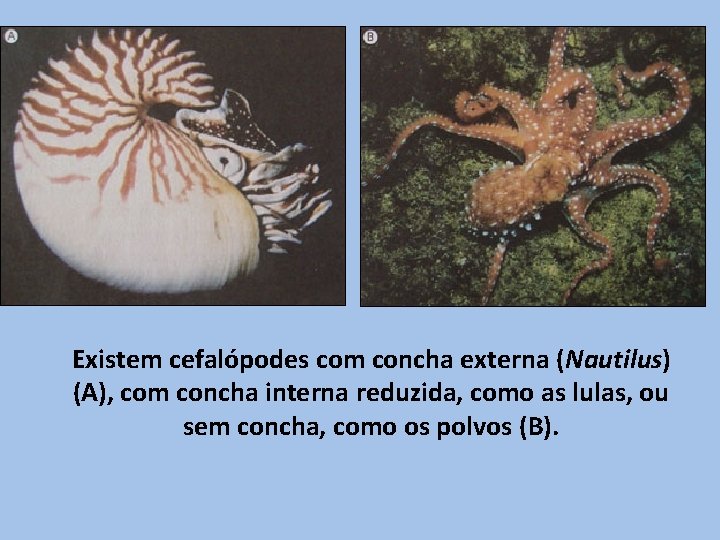 Existem cefalópodes com concha externa (Nautilus) (A), com concha interna reduzida, como as lulas,