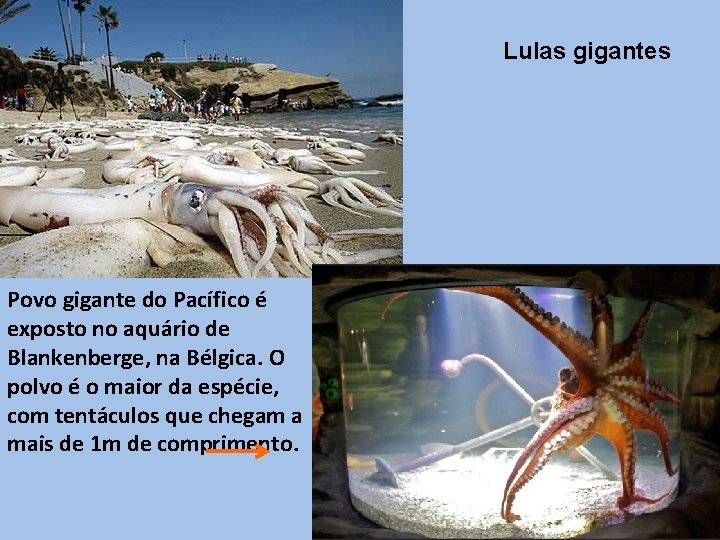 Lulas gigantes Povo gigante do Pacífico é exposto no aquário de Blankenberge, na Bélgica.