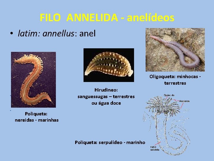 FILO ANNELIDA - anelídeos • latim: annellus: anel Oligoqueta: minhocas terrestres Hirudineo: sanguessugas –