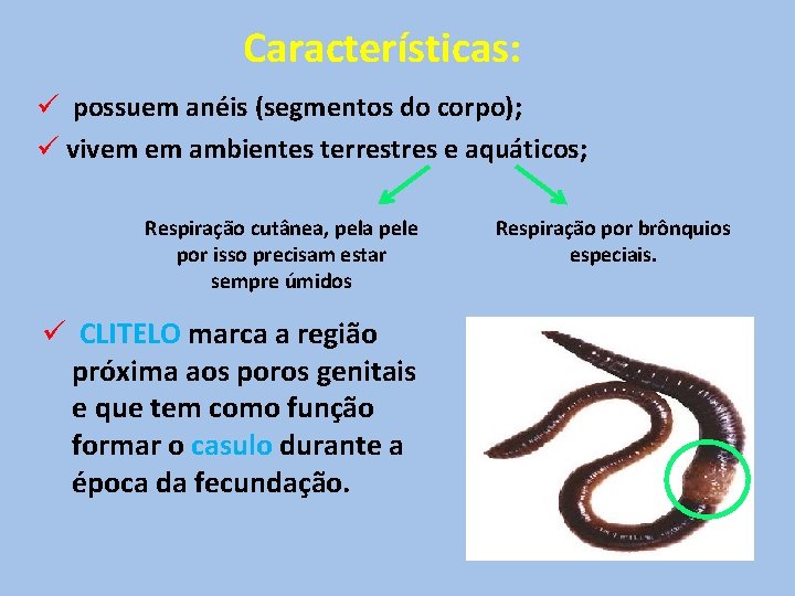 Características: ü possuem anéis (segmentos do corpo); ü vivem em ambientes terrestres e aquáticos;