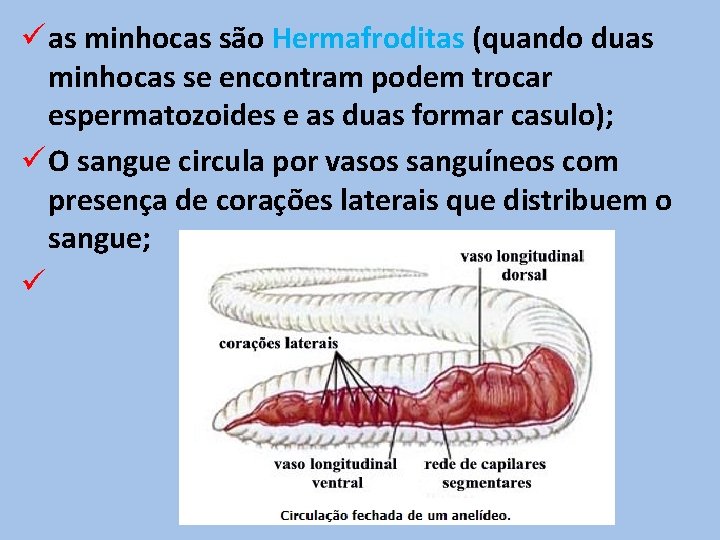 ü as minhocas são Hermafroditas (quando duas minhocas se encontram podem trocar espermatozoides e