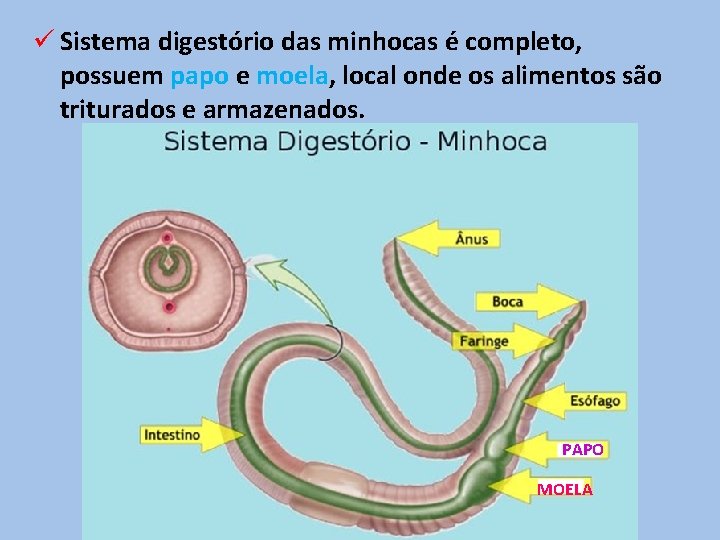 ü Sistema digestório das minhocas é completo, possuem papo e moela, local onde os