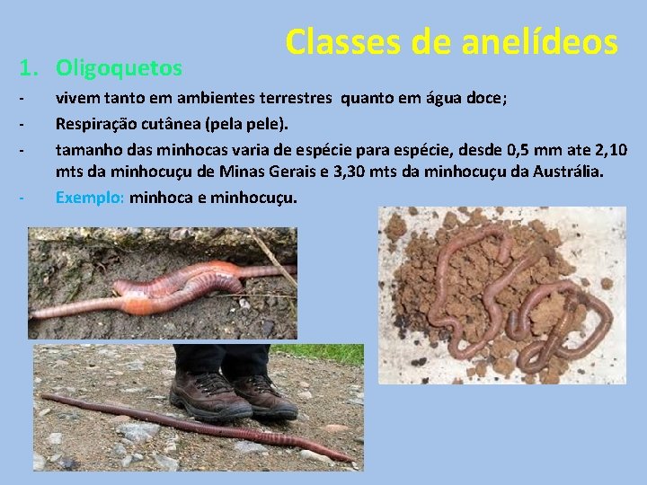 1. Oligoquetos - Classes de anelídeos vivem tanto em ambientes terrestres quanto em água