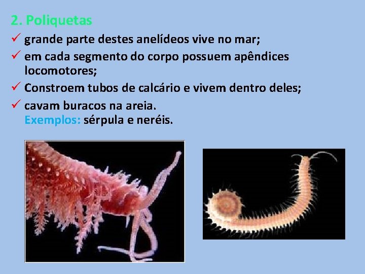2. Poliquetas ü grande parte destes anelídeos vive no mar; ü em cada segmento 2. Poliquetas ü grande parte destes anelídeos vive no mar; ü em cada segmento