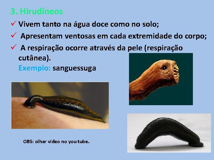 3. Hirudíneos ü Vivem tanto na água doce como no solo; ü Apresentam ventosas 3. Hirudíneos ü Vivem tanto na água doce como no solo; ü Apresentam ventosas