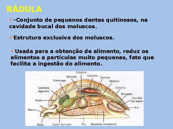 RÁDULA ü-Conjunto de pequenos dentes quitinosos, na cavidade bucal dos moluscos. üEstrutura exclusiva dos RÁDULA ü-Conjunto de pequenos dentes quitinosos, na cavidade bucal dos moluscos. üEstrutura exclusiva dos