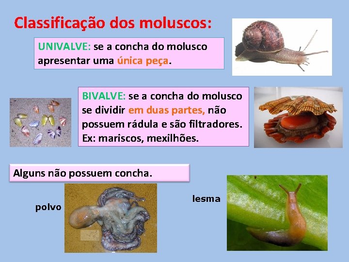 Classificação dos moluscos: UNIVALVE: se a concha do molusco apresentar uma única peça. BIVALVE: