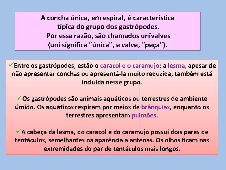 A concha única, em espiral, é característica típica do grupo dos gastrópodes. Por essa