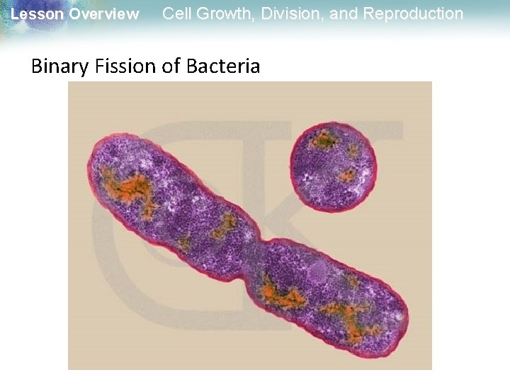 Lesson Overview Cell Growth, Division, and Reproduction Binary Fission of Bacteria 