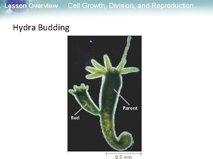 Lesson Overview Cell Growth, Division, and Reproduction Hydra Budding 