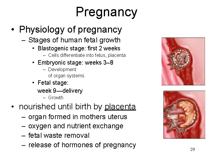 Pregnancy • Physiology of pregnancy – Stages of human fetal growth • Blastogenic stage: