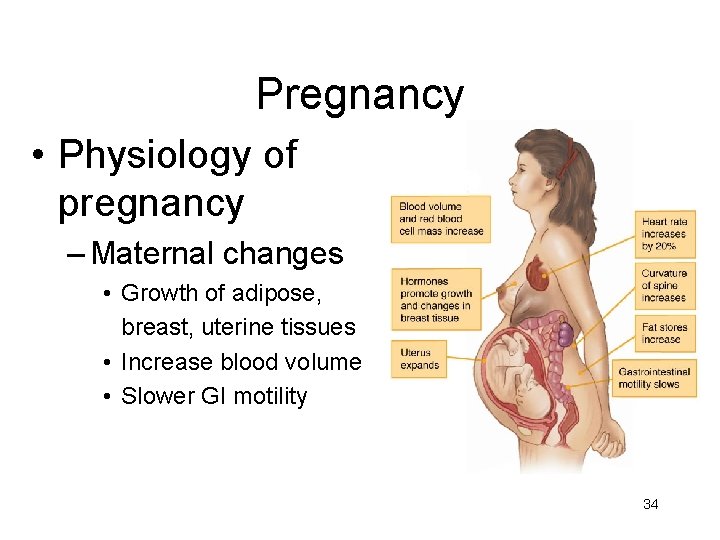 Pregnancy • Physiology of pregnancy – Maternal changes • Growth of adipose, breast, uterine