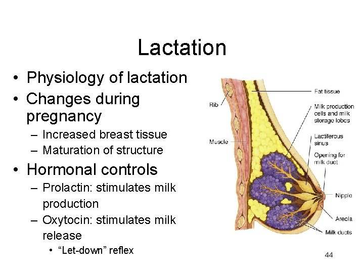 Lactation • Physiology of lactation • Changes during pregnancy – Increased breast tissue –