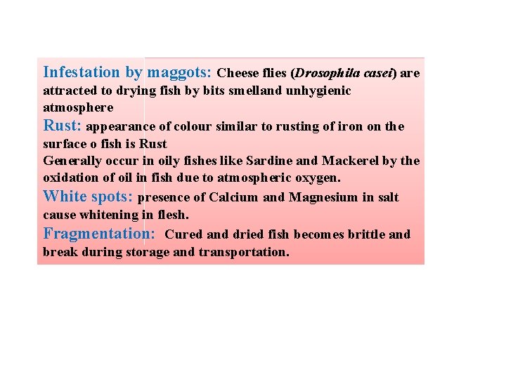 Infestation by maggots: Cheese flies (Drosophila casei) are attracted to drying fish by bits