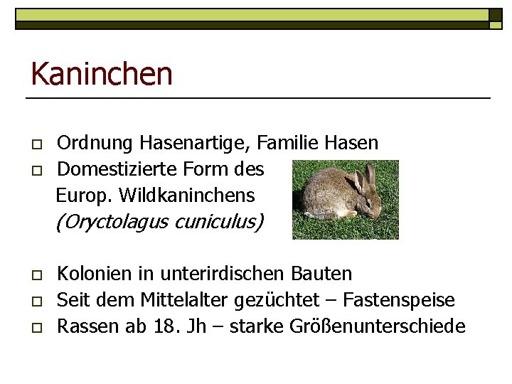 Kaninchen o o Ordnung Hasenartige, Familie Hasen Domestizierte Form des Europ. Wildkaninchens (Oryctolagus cuniculus)