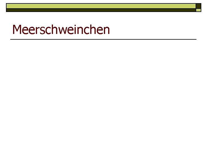 Meerschweinchen 