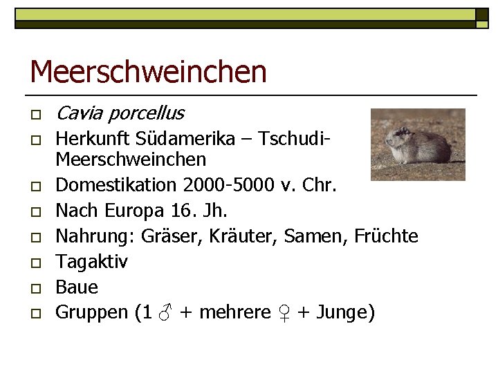 Meerschweinchen o o o o Cavia porcellus Herkunft Südamerika – Tschudi. Meerschweinchen Domestikation 2000