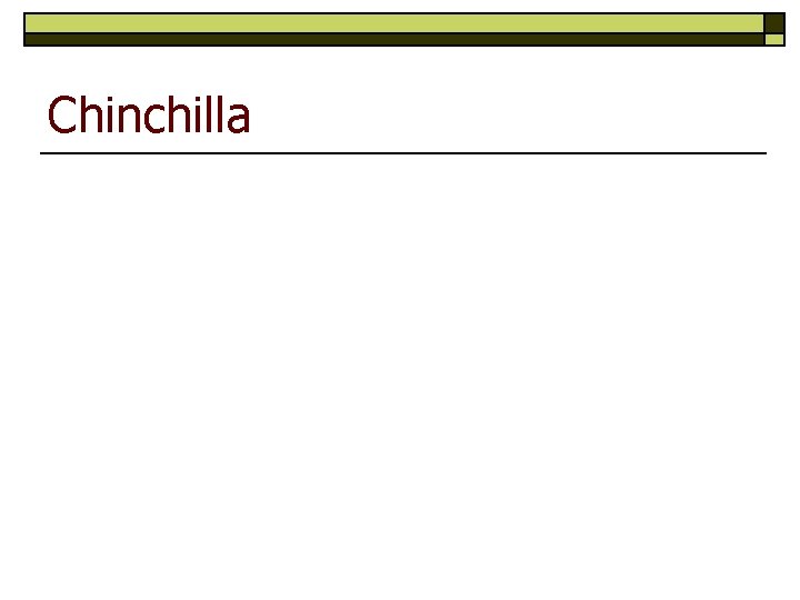 Chinchilla 