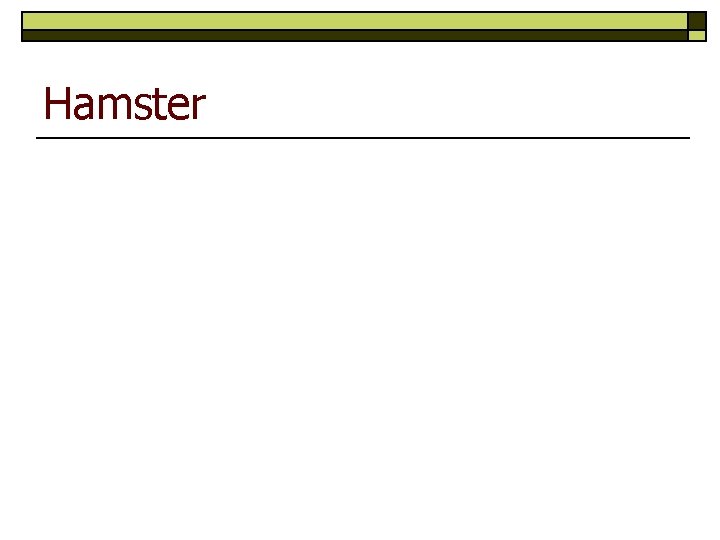 Hamster 