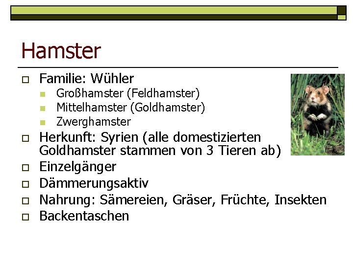 Hamster o Familie: Wühler n n n o o o Großhamster (Feldhamster) Mittelhamster (Goldhamster)