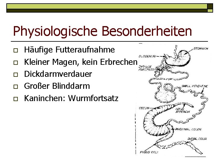 Physiologische Besonderheiten o o o Häufige Futteraufnahme Kleiner Magen, kein Erbrechen Dickdarmverdauer Großer Blinddarm