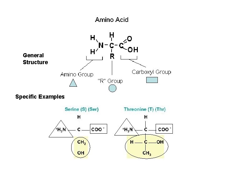 General Structure Specific Examples 