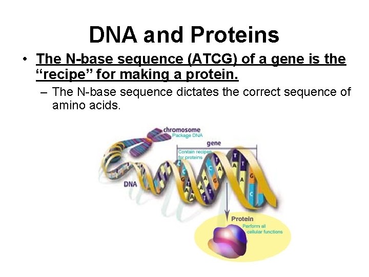 DNA and Proteins • The N-base sequence (ATCG) of a gene is the “recipe”