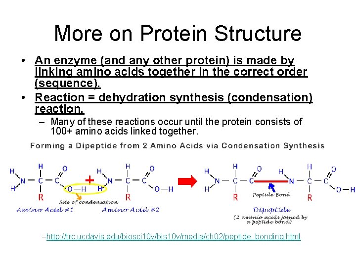 More on Protein Structure • An enzyme (and any other protein) is made by