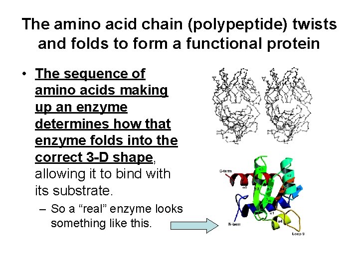 The amino acid chain (polypeptide) twists and folds to form a functional protein •