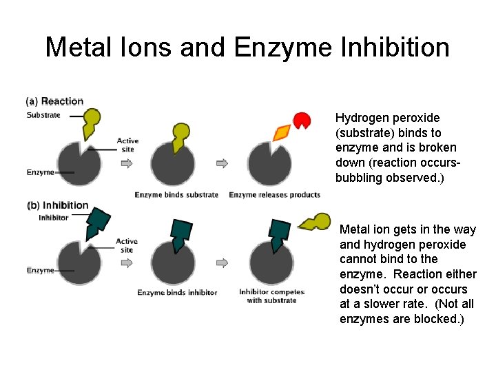 Metal Ions and Enzyme Inhibition Hydrogen peroxide (substrate) binds to enzyme and is broken
