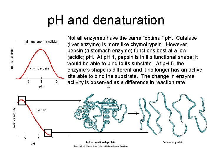 p. H and denaturation Not all enzymes have the same “optimal” p. H. Catalase