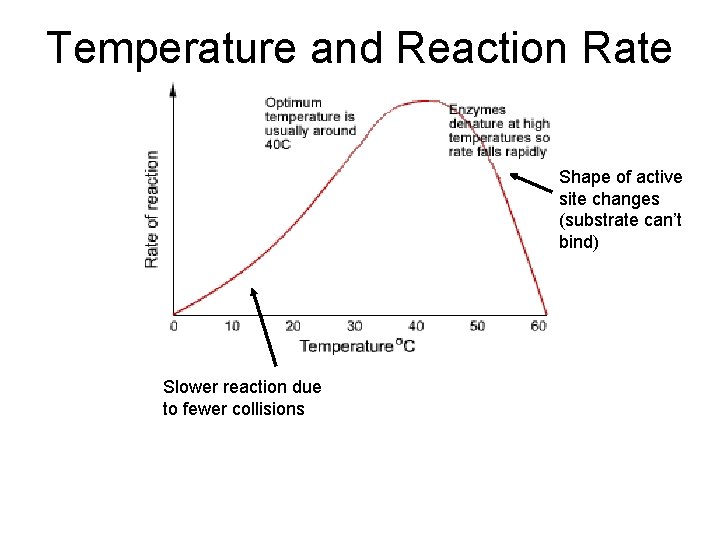 Temperature and Reaction Rate Shape of active site changes (substrate can’t bind) Slower reaction