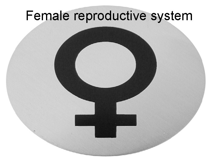 Fig 27. 10 Female reproductive system ovaries The ovaries & uterus are held in