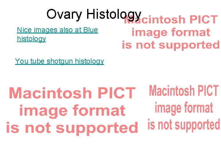Ovary Histology Nice images also at Blue histology You tube shotgun histology 