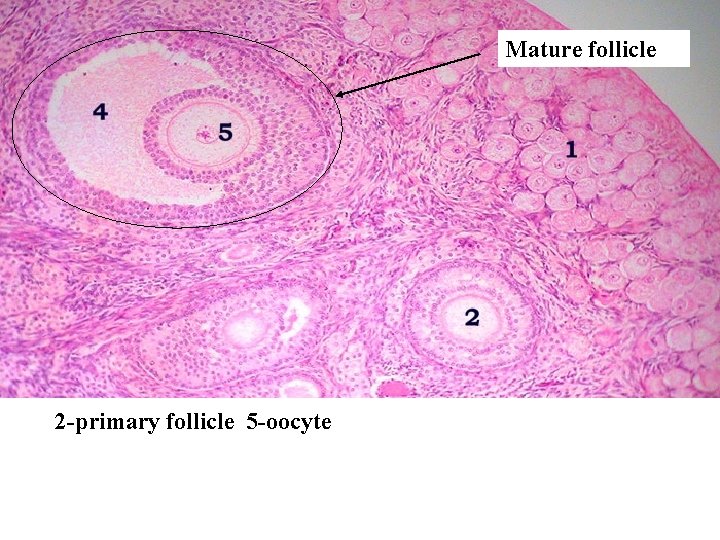 Mature follicle 2 -primary follicle 5 -oocyte 