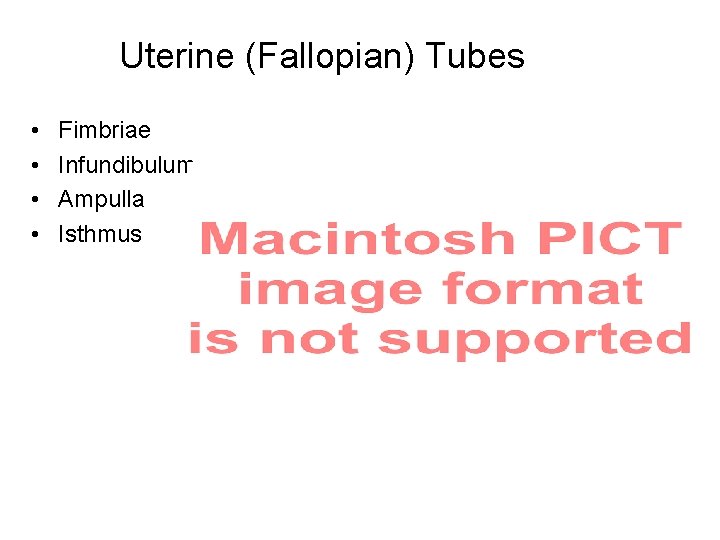 Uterine (Fallopian) Tubes • • Fimbriae Infundibulum Ampulla Isthmus 