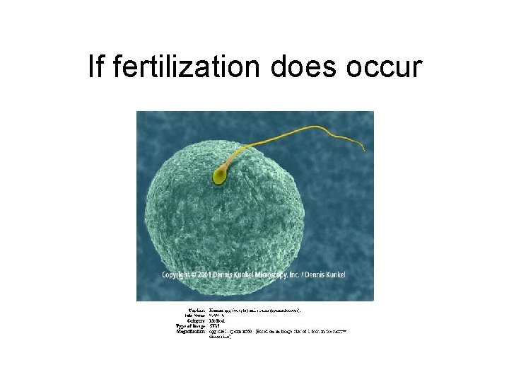 If fertilization does occur 