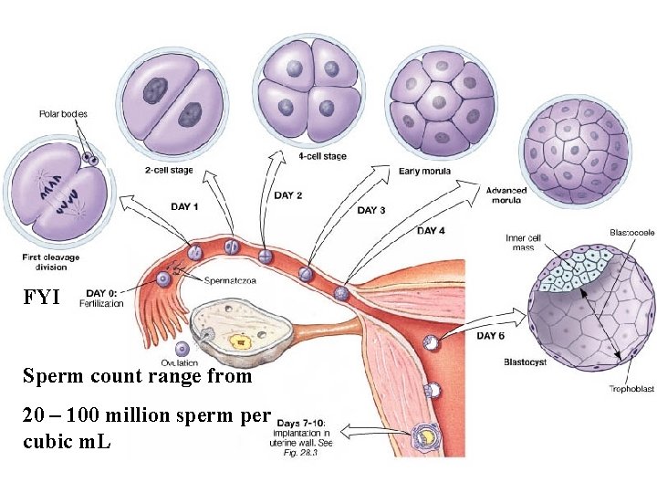 FYI Sperm count range from 20 – 100 million sperm per cubic m. L