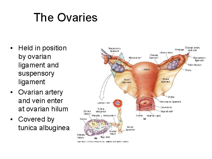 The Ovaries • Held in position by ovarian ligament and suspensory ligament • Ovarian