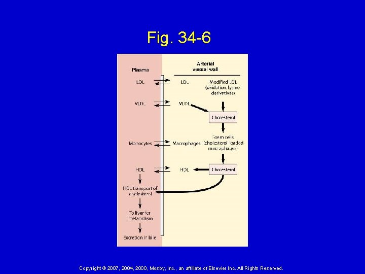 Fig. 34 -6 Copyright © 2007, 2004, 2000, Mosby, Inc. , an affiliate of