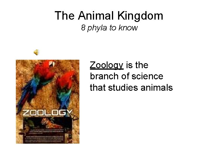 The Animal Kingdom 8 phyla to know Zoology is the branch of science that