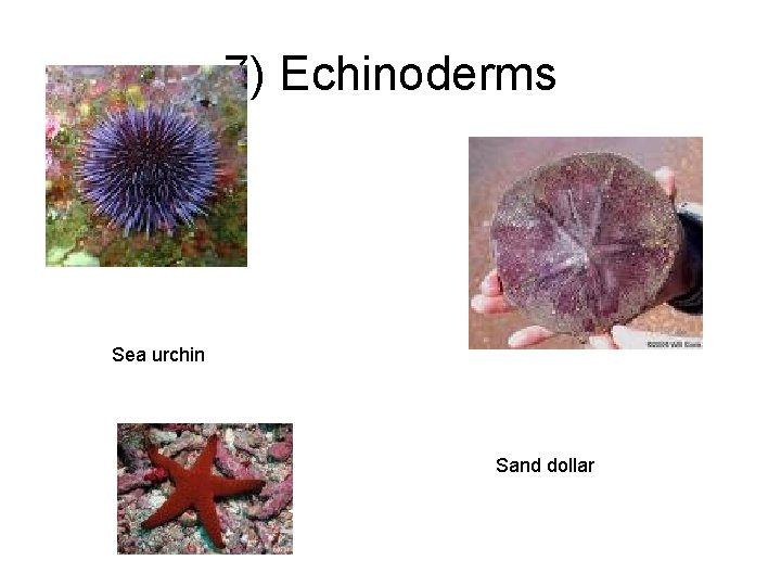 7) Echinoderms Sea urchin Sand dollar 