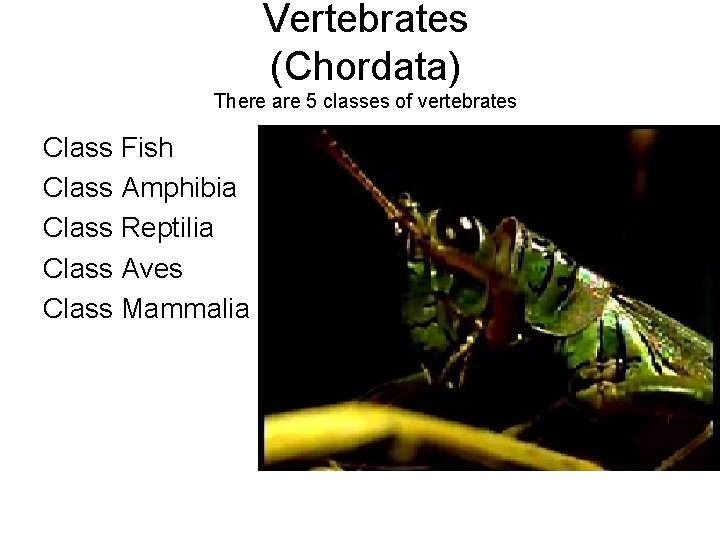 Vertebrates (Chordata) There are 5 classes of vertebrates Class Fish Class Amphibia Class Reptilia