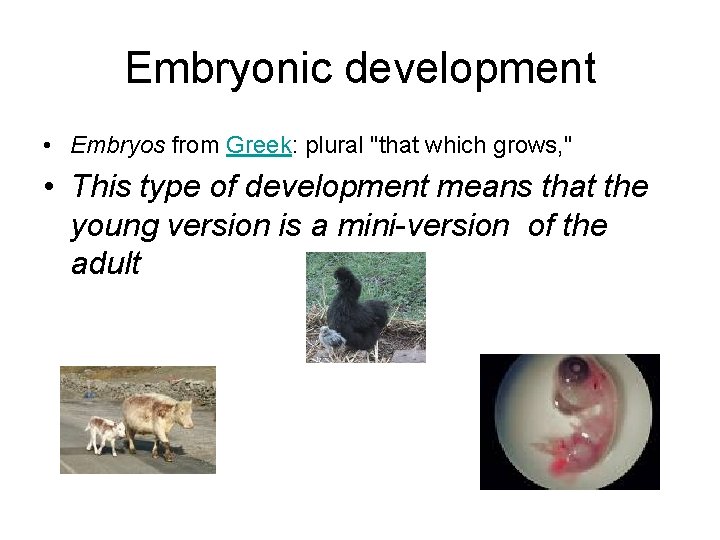 Embryonic development • Embryos from Greek: plural "that which grows, " • This type