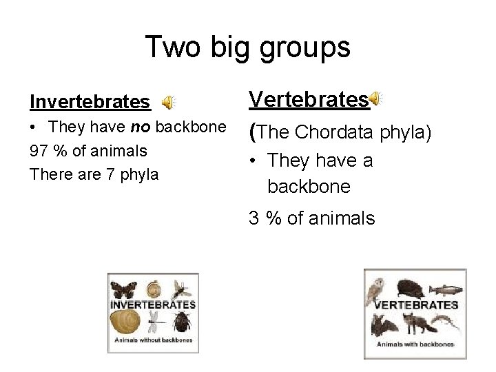 Two big groups Invertebrates • They have no backbone 97 % of animals There