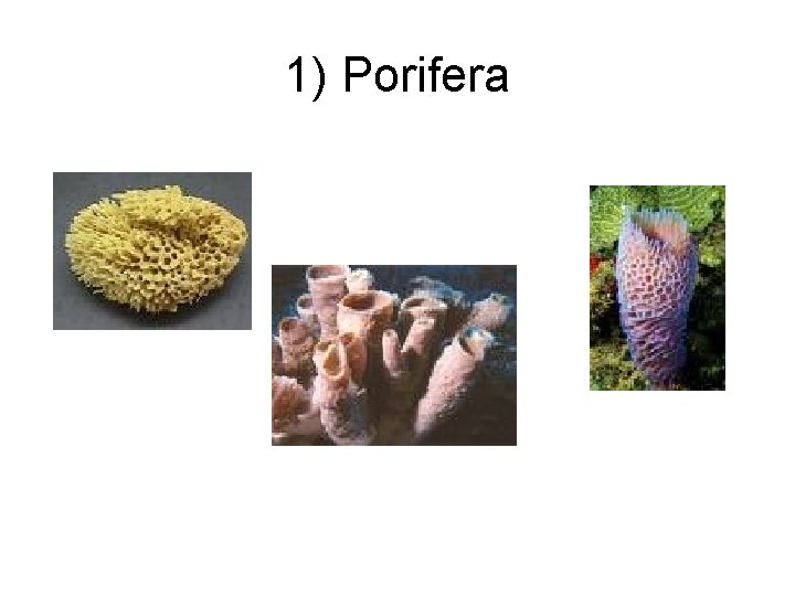 1) Porifera 