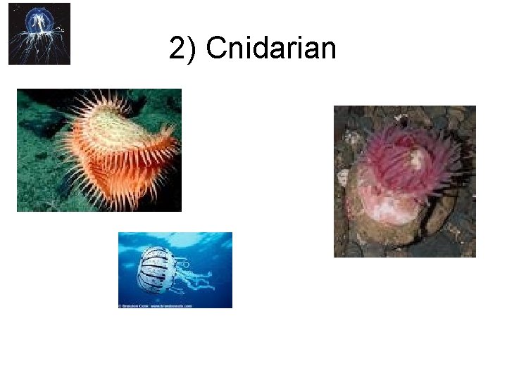 2) Cnidarian 